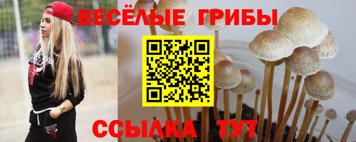 Псилоцибиновые грибы мицелий Прохладный